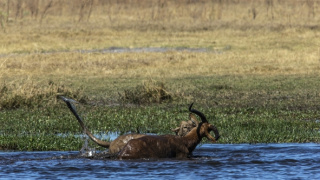 Okavango - rieka snov (1/4)