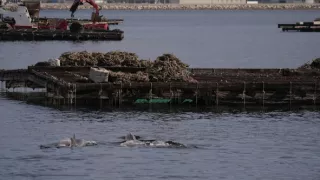 Keď tu nie je človek, zvieratá tancujú (2/2)