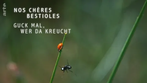 O sítích a křídlech (1)