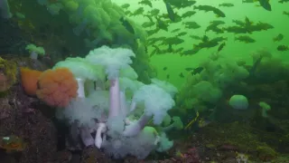 Chiméry - přízraky z hlubin