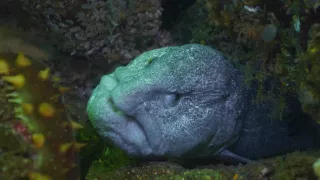 Chiméry - přízraky z hlubin