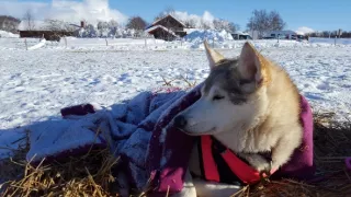 Psia láska