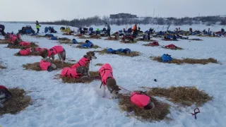 Psia láska
