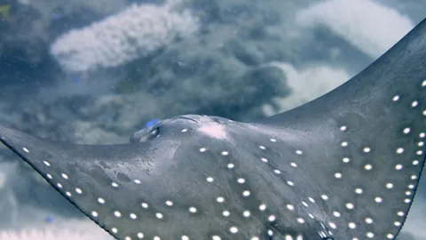 Neobyčejní obyvatelé oceánů (4)