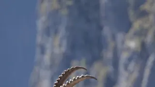 Ozvěny doby ledové
