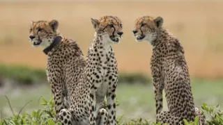 Zázračná planeta: Dynastie II (4/6)