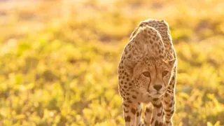 Zázračná planeta: Dynastie II (4/6)