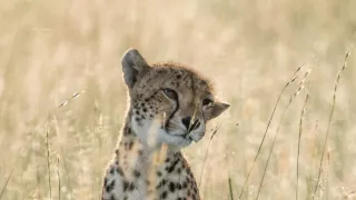 Zázračná planeta: Dynastie II (4/6)