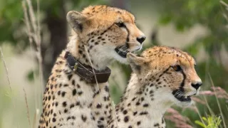 Zázračná planeta: Dynastie II (4/6)