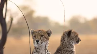 Zázračná planeta: Dynastie II (4/6)