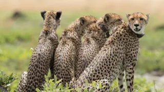 Zázračná planeta: Dynastie II (4/6)