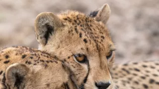 Zázračná planeta: Dynastie II (4/6)