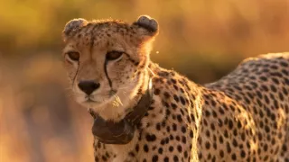 Zázračná planeta: Dynastie II (4/6)