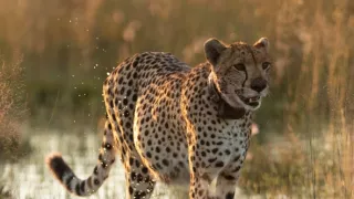 Zázračná planeta: Dynastie II (4/6)