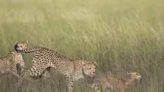 Zázračná planeta: Dynastie II (4/6)