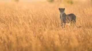 Zázračná planeta: Dynastie II (4/6)