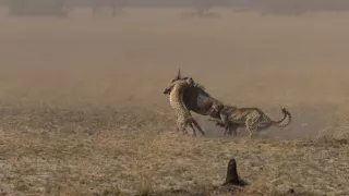 Zázračná planeta: Dynastie II (4/6)