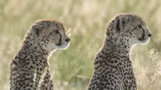 Zázračná planeta: Dynastie II (4/6)