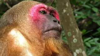 Království divočiny: Makak medvědí, Thajsko