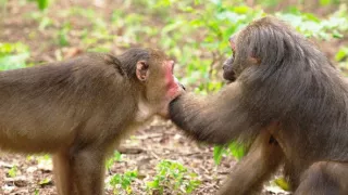 Království divočiny: Makak medvědí, Thajsko