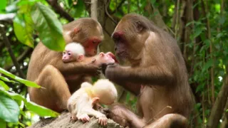 Království divočiny: Makak medvědí, Thajsko