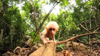 Království divočiny: Makak medvědí, Thajsko