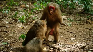 Království divočiny: Makak medvědí, Thajsko