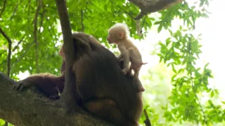 Království divočiny: Makak medvědí, Thajsko
