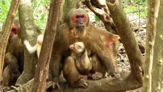 Království divočiny: Makak medvědí, Thajsko