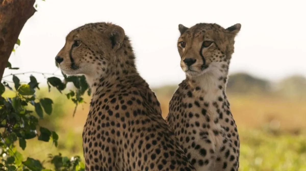 Zázračná planeta: Dynastie - fotogaléria