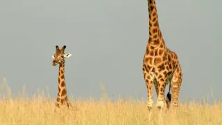 Žirafy zblízka i z výšky