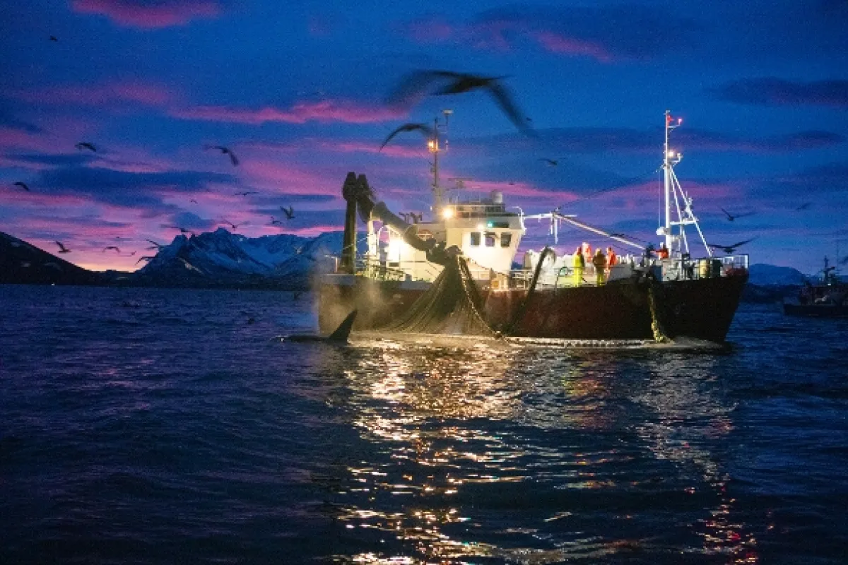 Nezkrotná Skandinávie (Wild Scandinavia), 2023 - fotogaléria