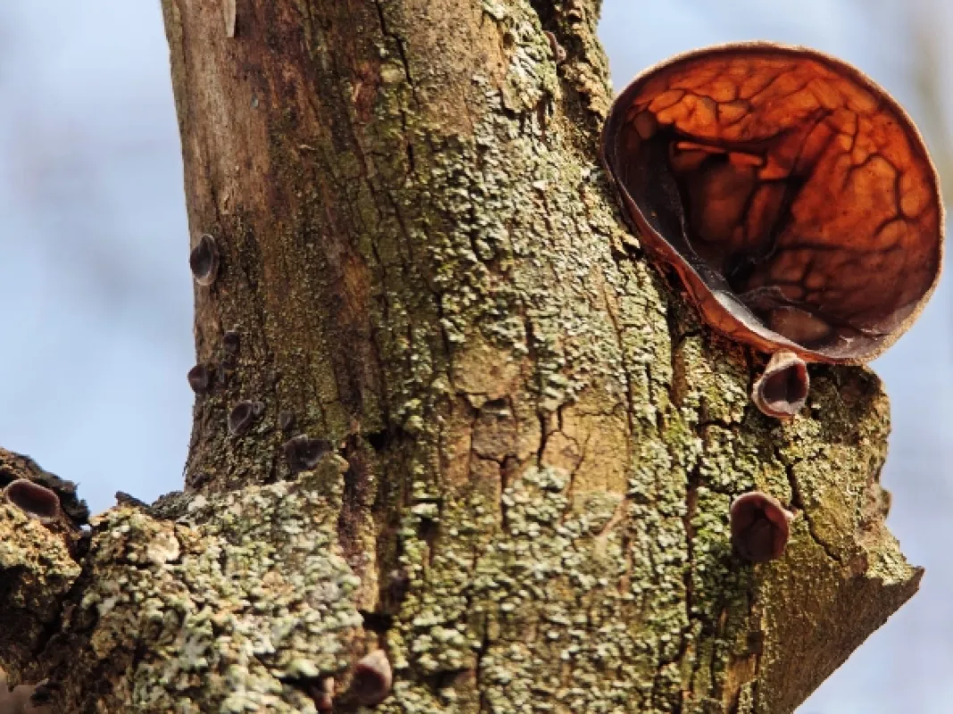 Přírodní divy Bílých Karpat - fotogaléria