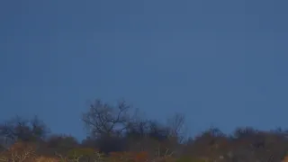 Bílí lvi - zrozeni v divočině (2/2)