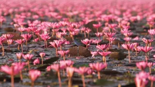 Zázračná planéta: Zelená planéta (2/5)