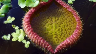 Zázračná planéta: Zelená planéta (2/5)