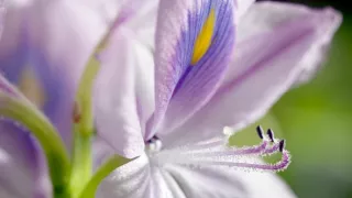 Zázračná planéta: Zelená planéta (2/5)