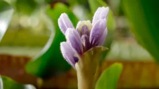 Zázračná planéta: Zelená planéta (2/5)