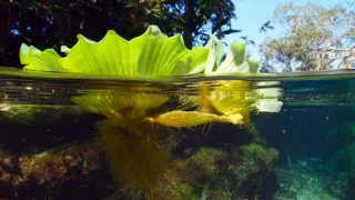 Zázračná planéta: Zelená planéta (2/5)