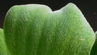 Zázračná planéta: Zelená planéta (2/5)