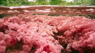 Zázračná planéta: Zelená planéta (2/5)