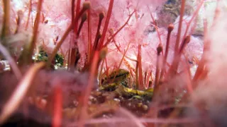 Zázračná planéta: Zelená planéta (2/5)