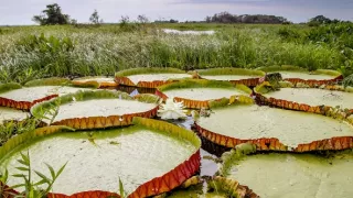Zázračná planéta: Zelená planéta (2/5)
