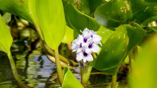 Zázračná planéta: Zelená planéta (2/5)