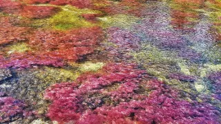 Zázračná planéta: Zelená planéta (2/5)