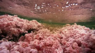 Zázračná planéta: Zelená planéta (2/5)