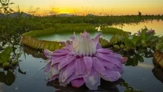 Zázračná planéta: Zelená planéta (2/5)