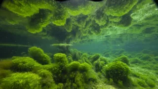 Zázračná planéta: Zelená planéta (2/5)