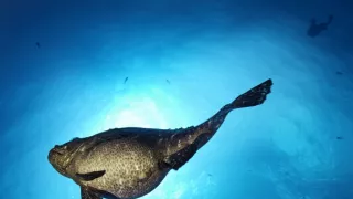 Dobrodružství s hejnem sedmi set žraloků