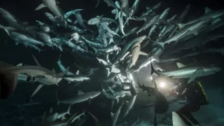 Dobrodružství s hejnem sedmi set žraloků